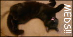 Black cat being cute.